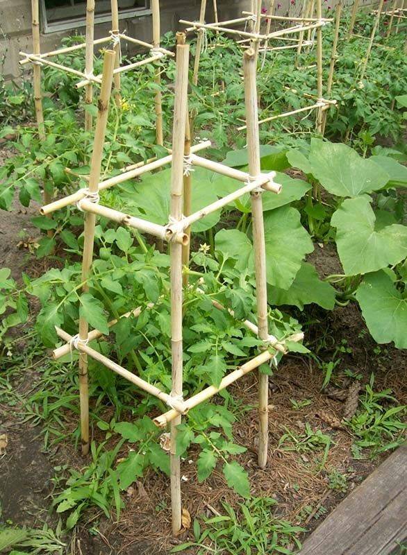 Sitesgardenerssite Tomato Trellis