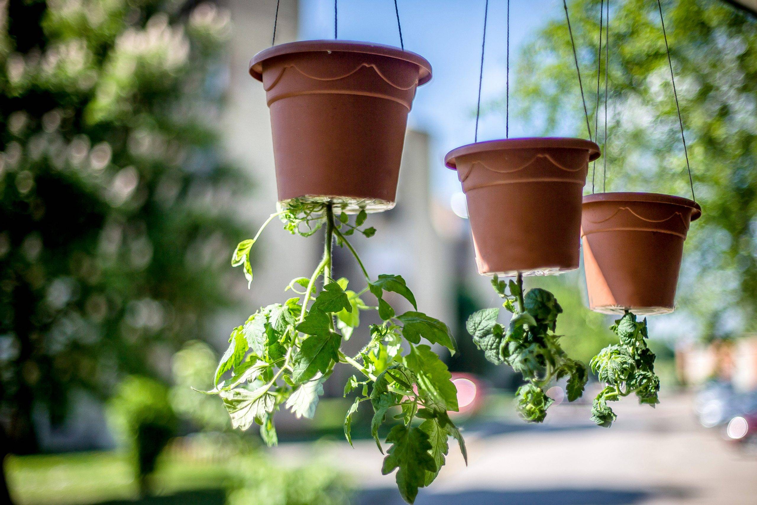Diy Upsidedown Planter Ideas