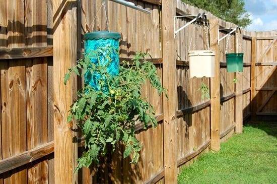 Upside Down Gardening