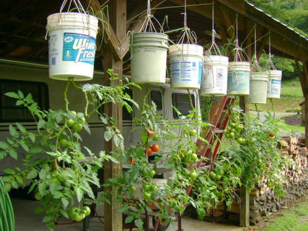 Bucket Instructions Gardening Tips