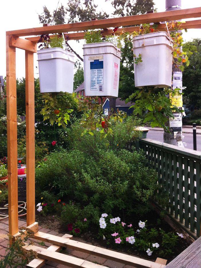 Site Verification Growing Vegetables