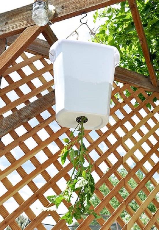 Growing Upside Down Tomatoes