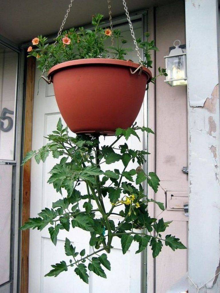 Upside Down Patio Garden Tomato Planter Garden Design Ideas