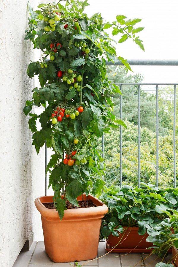 Hanging Baskets