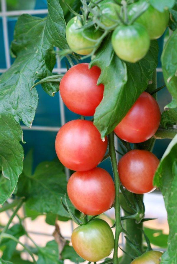 Stunning Container Vegetable Garden Design Ideas