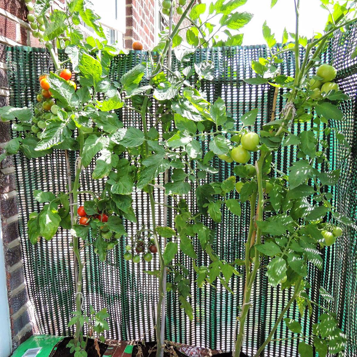 Stunning Container Vegetable Garden Design Ideas