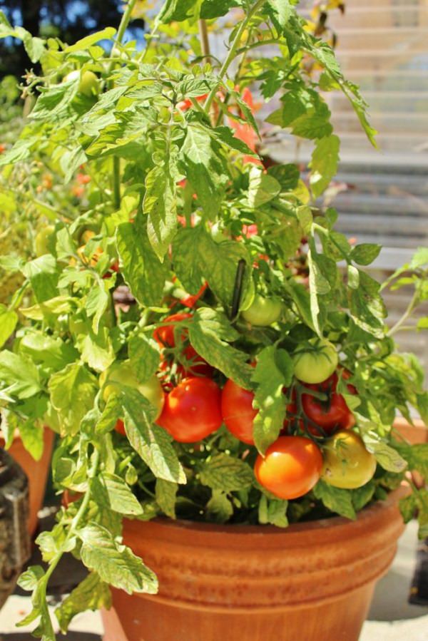 Growing Tomatoes