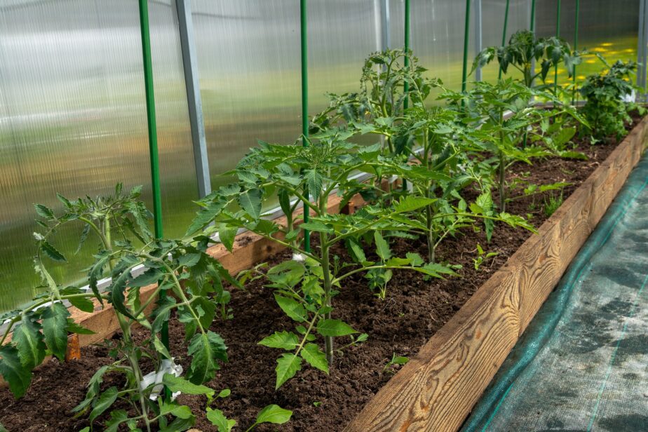 Growing Tomato Plants