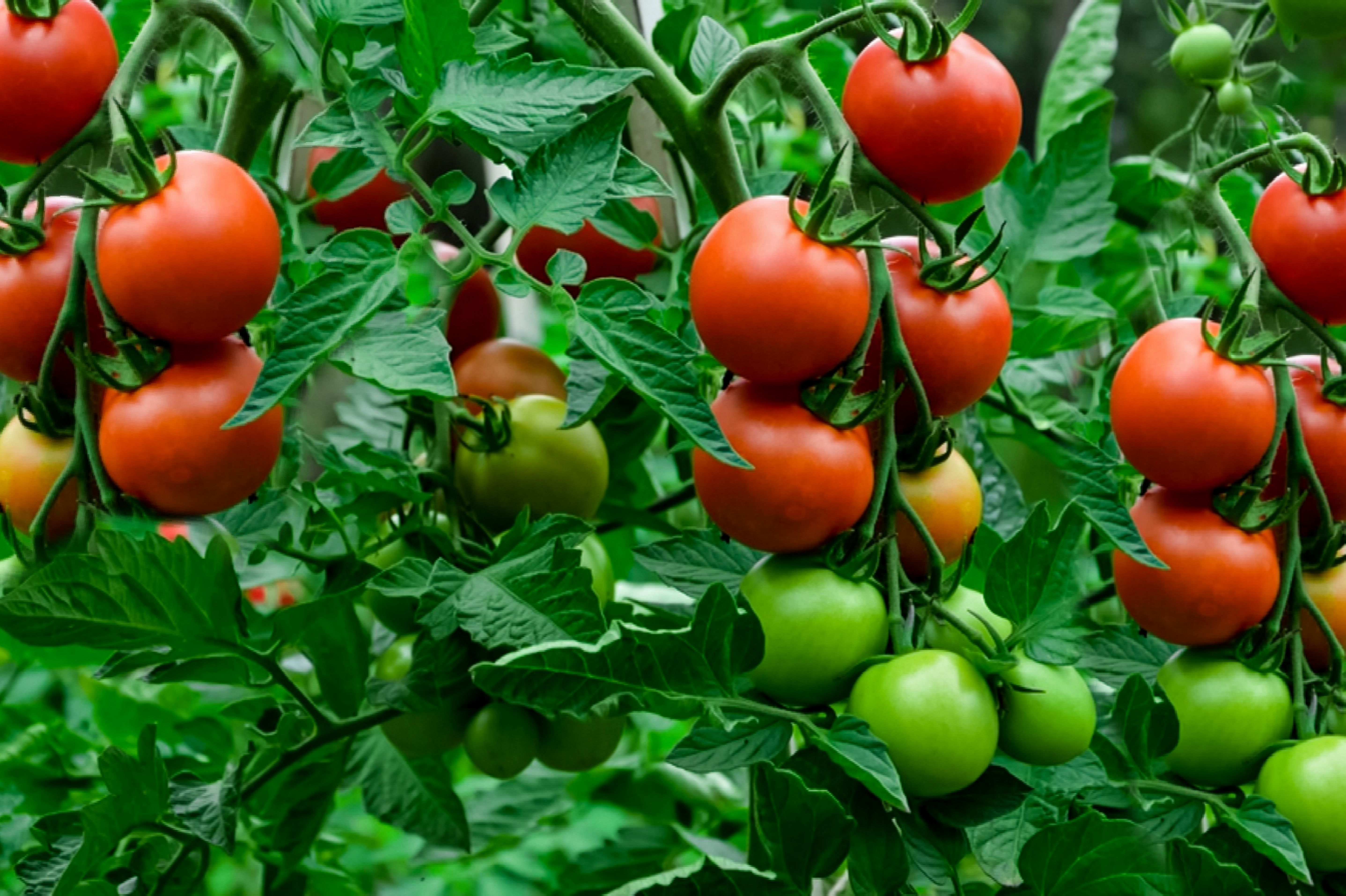 How Many Tomato Plants
