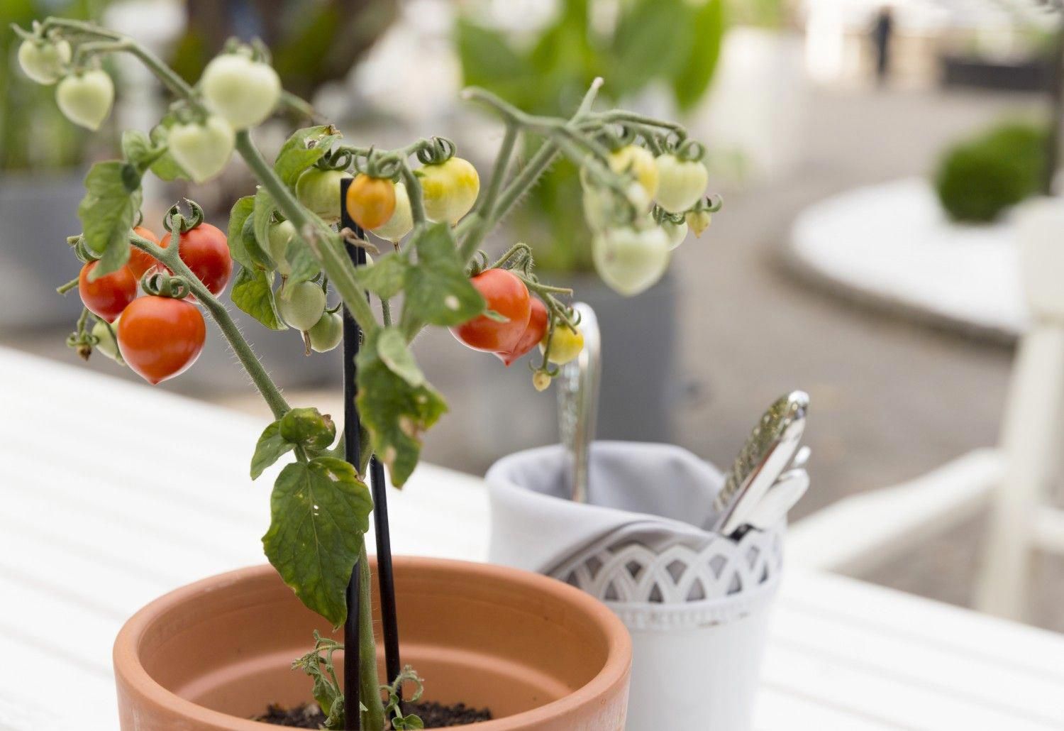 Growing Tomatoes Gardening Advice Good Housekeeping