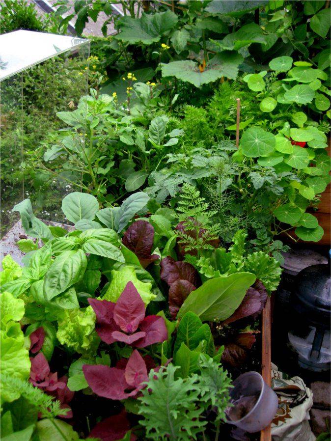 25 Edible Shade Garden Ideas To Consider SharonSable