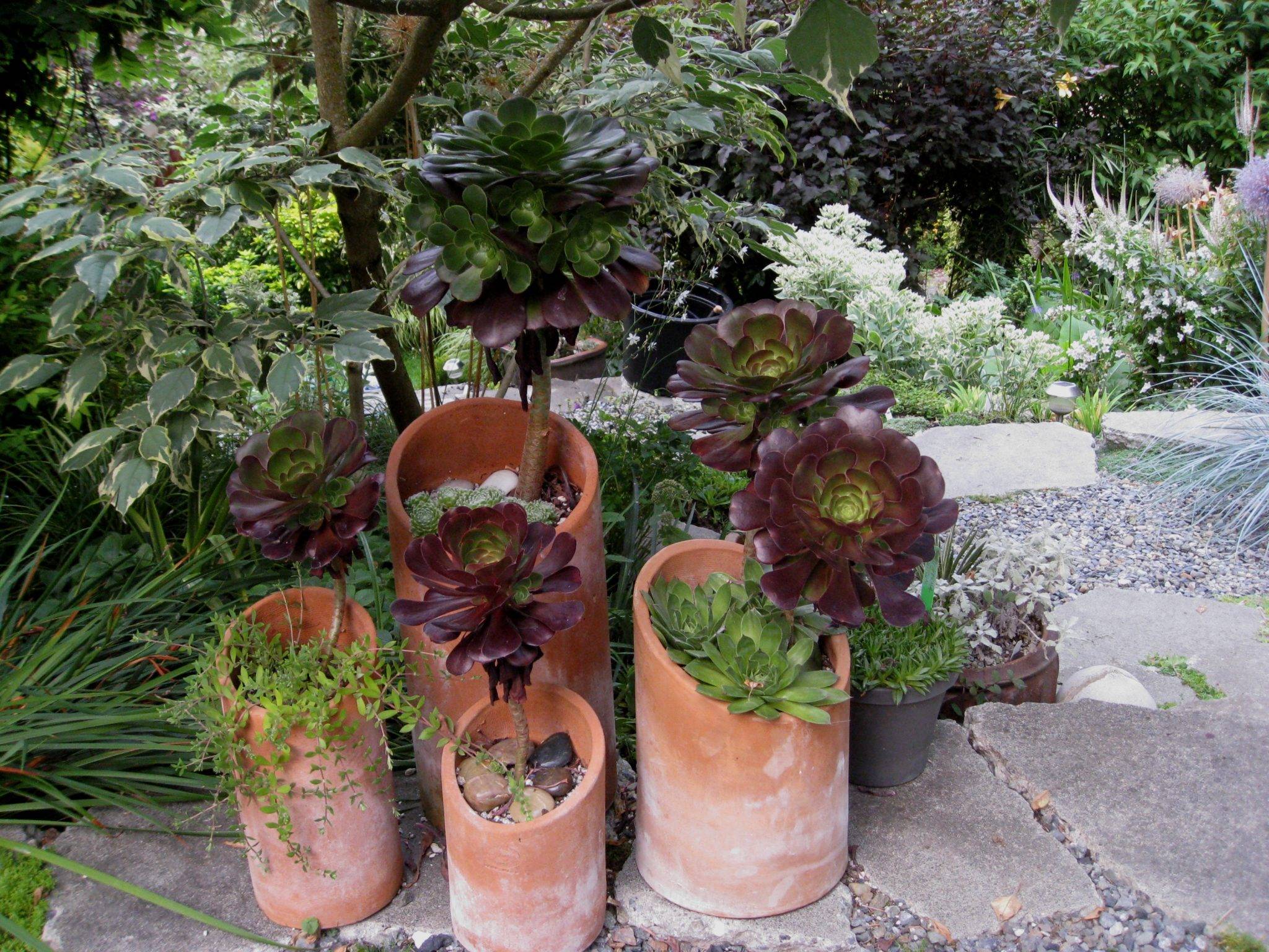 Affordable Garden Redesign Ideas