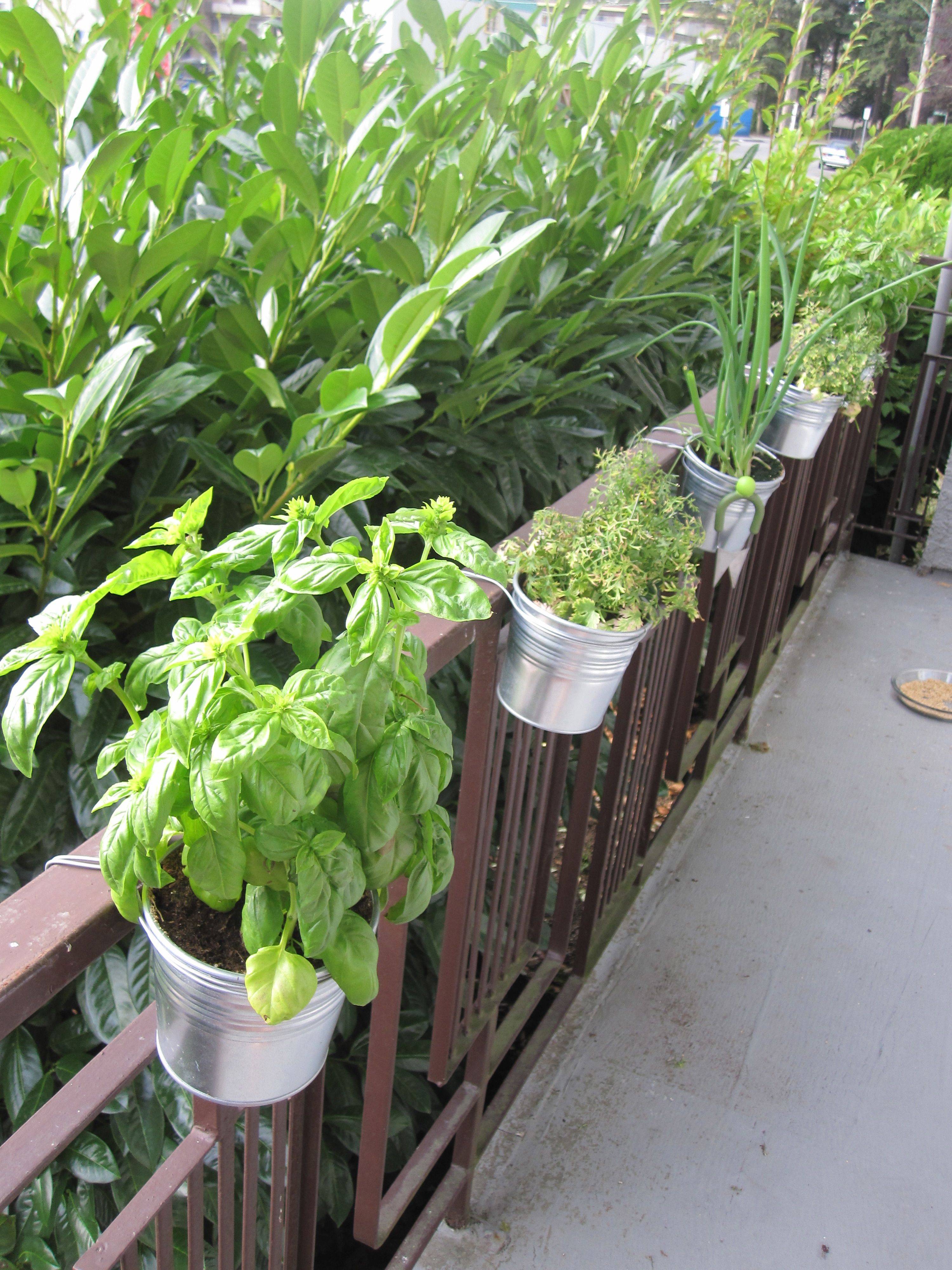 Herb Gardening