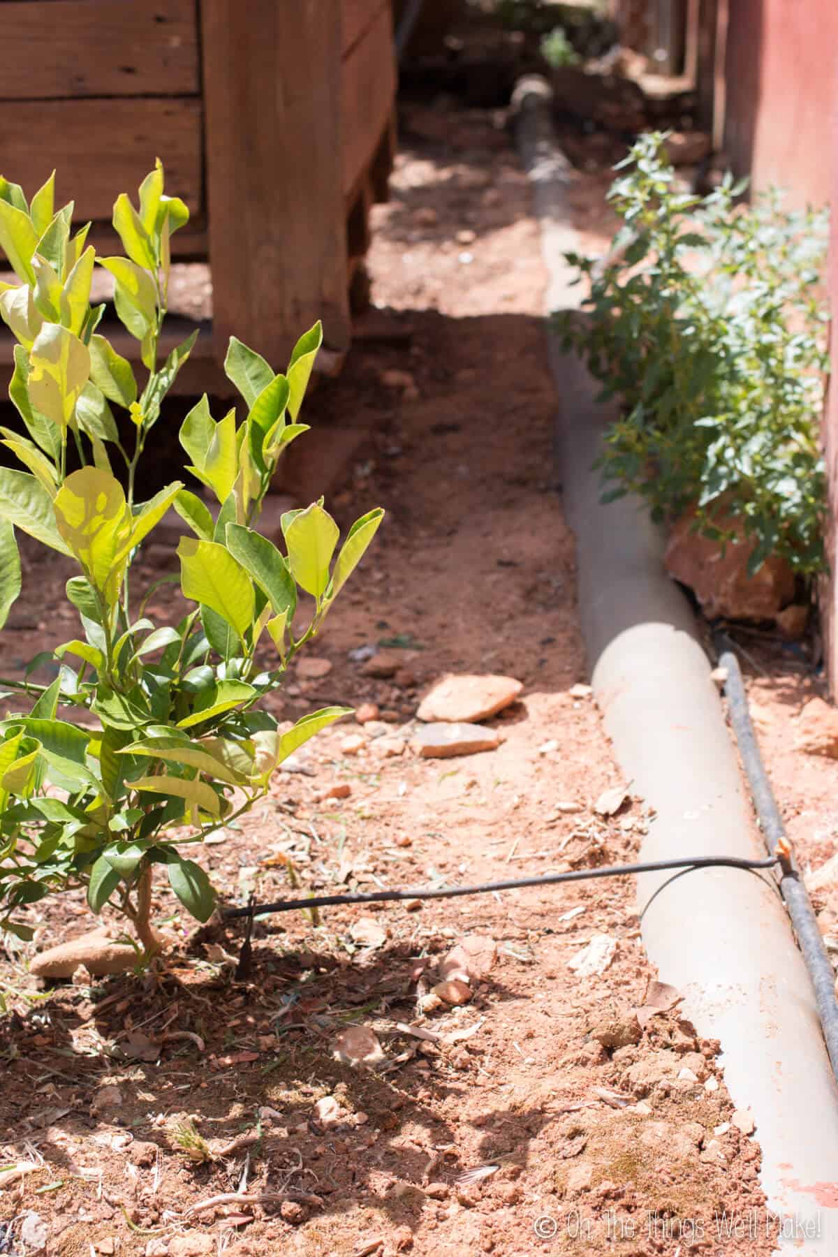 Garden Design Ideas