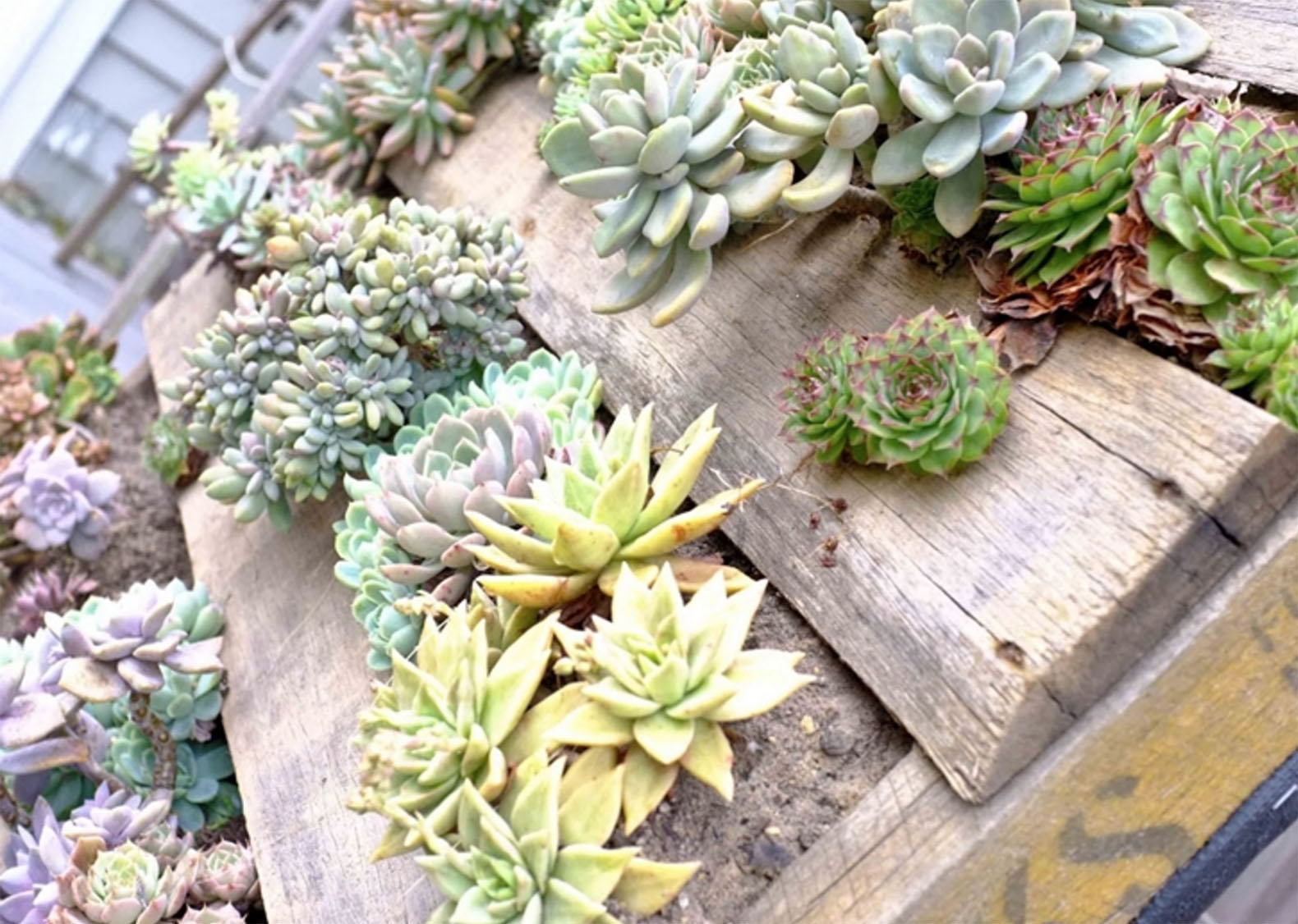Gardening Country Living