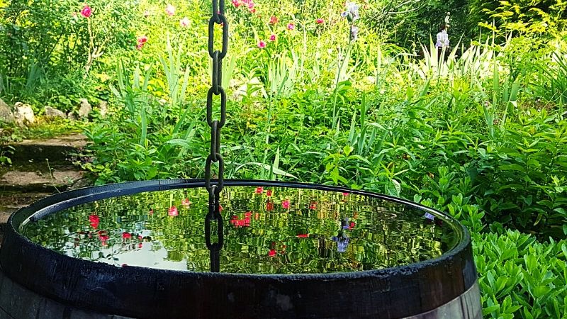Organic Gardening Tips