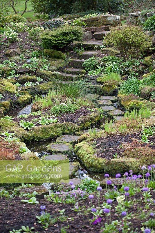 Bog Garden Backyard Landscaping
