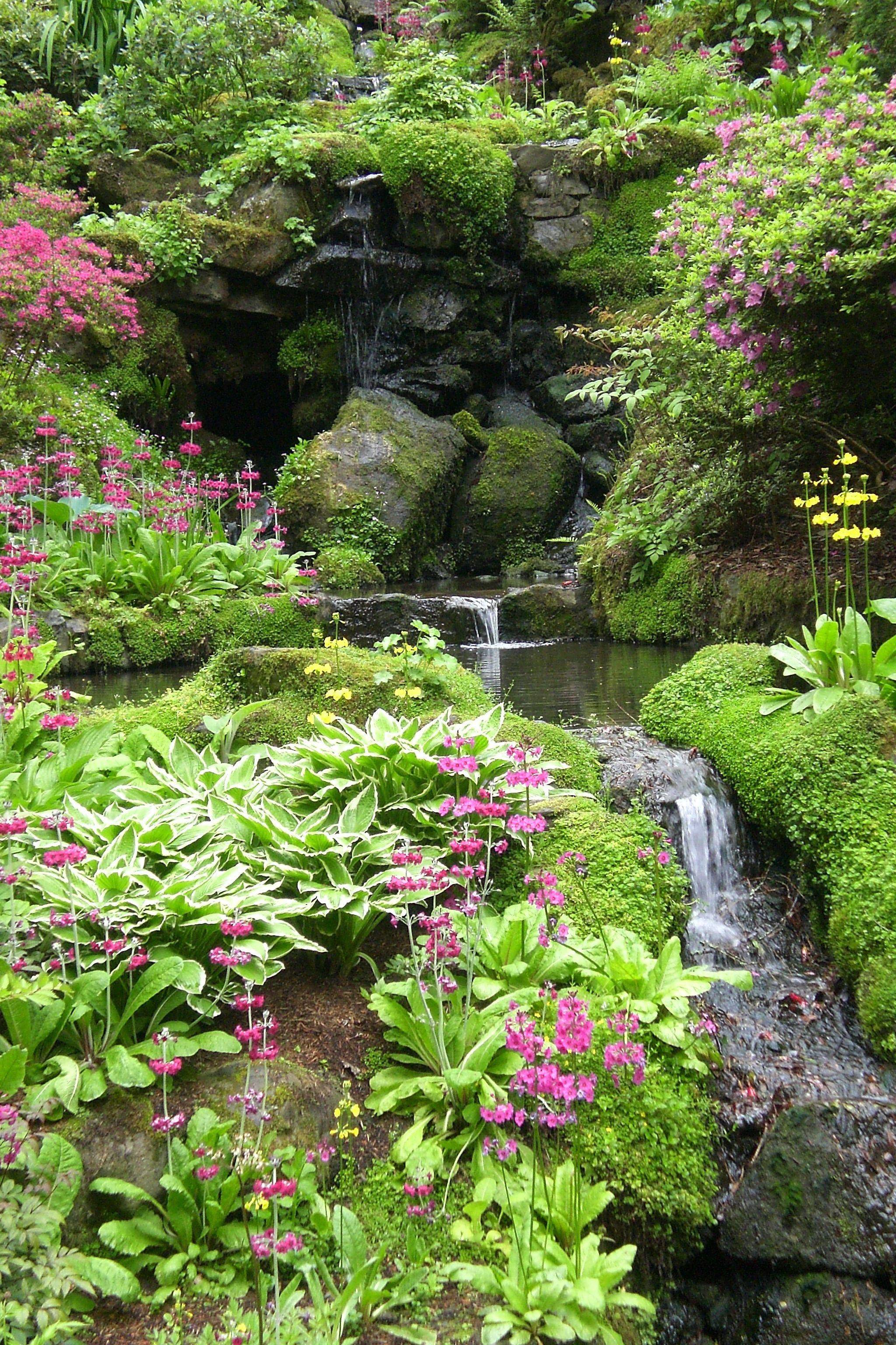 Bog Garden Google Search Pond Plants