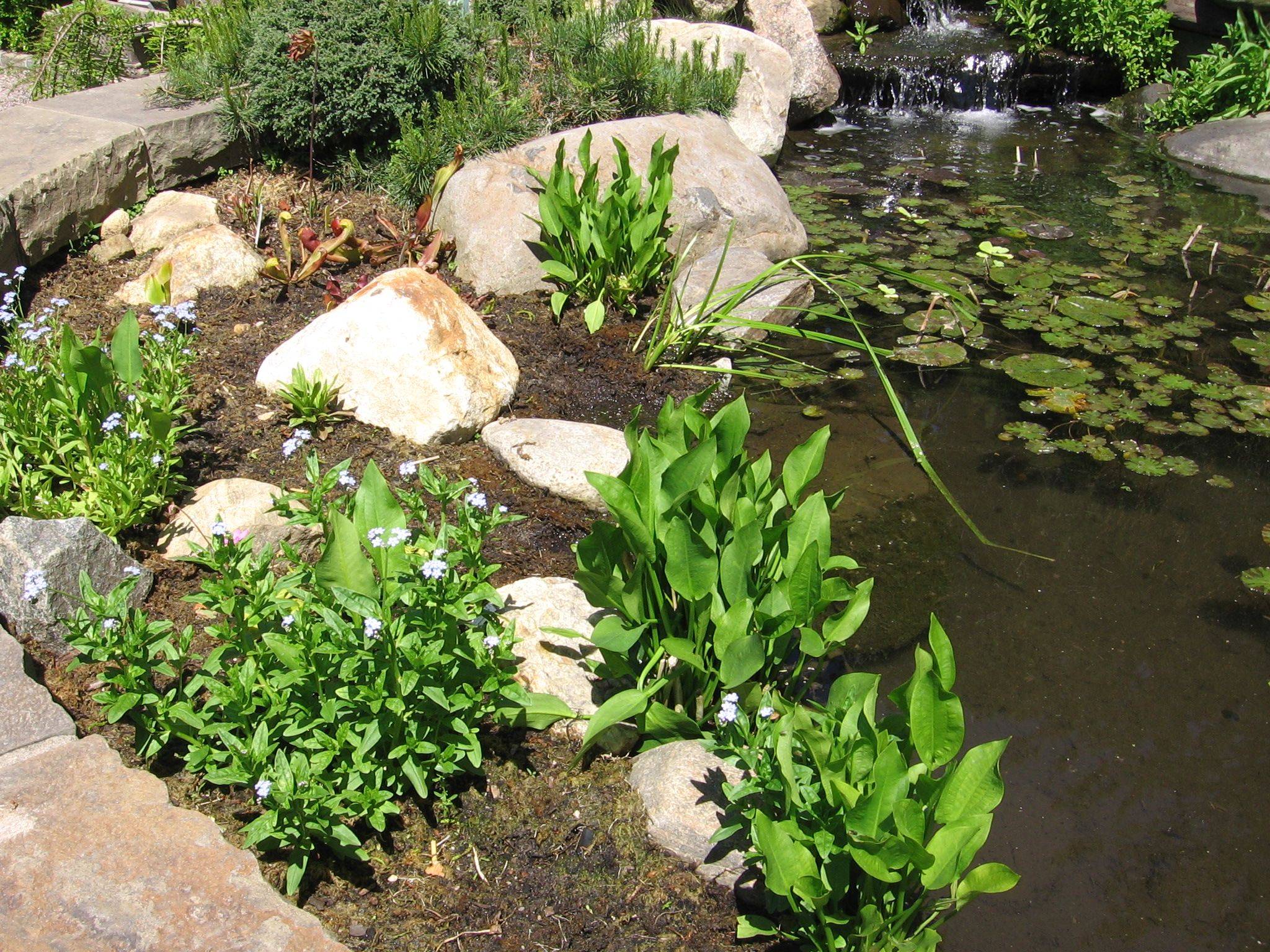 Pond And Bog Garden Bog Garden