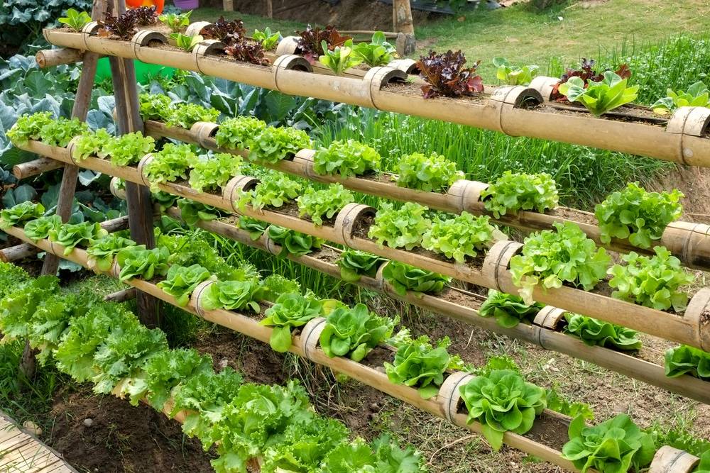A Vegetable Garden