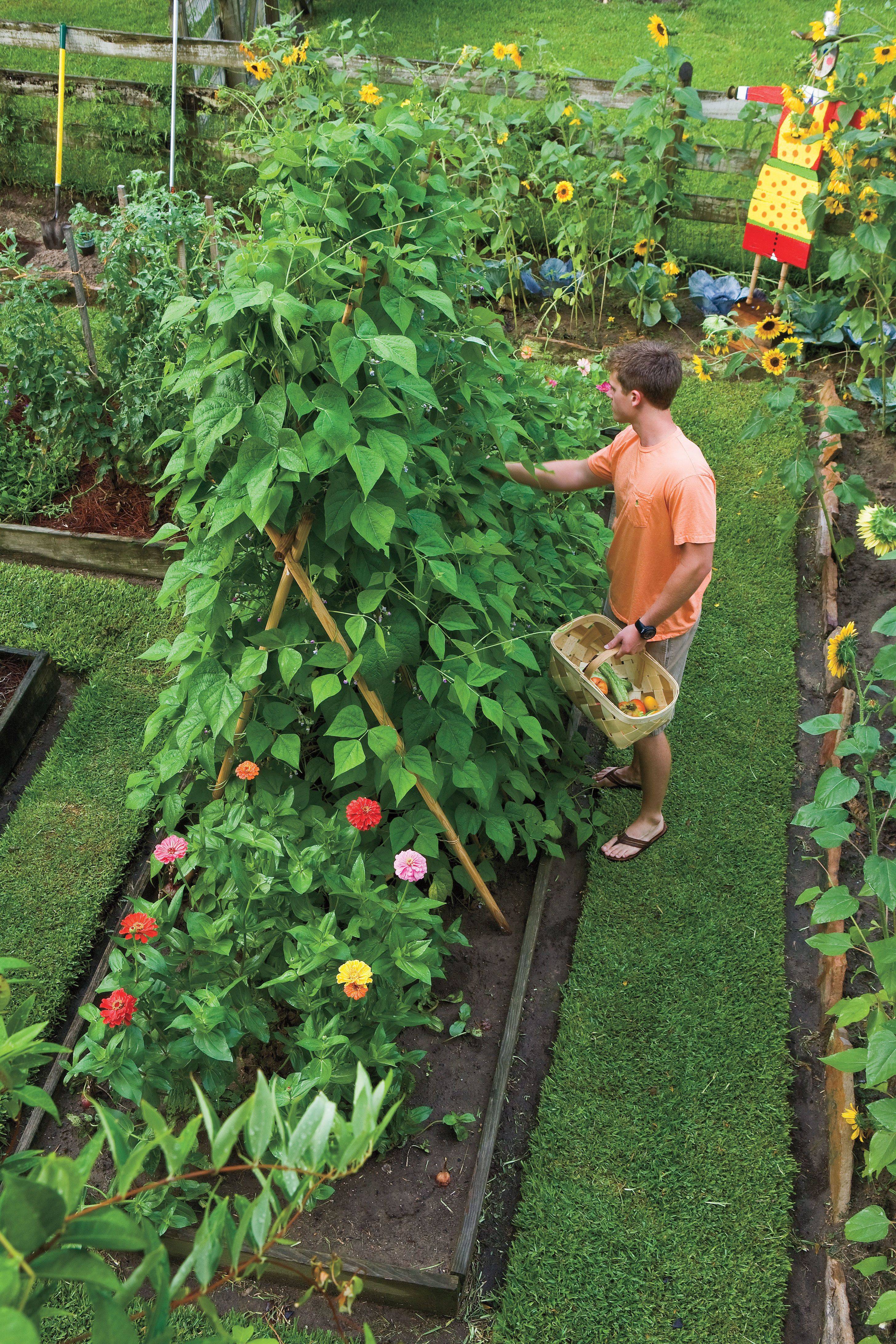 Backyard Vegetable Garden Ideas