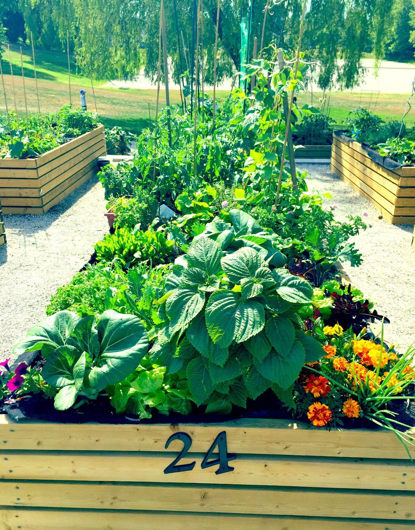 Backyard Vegetable Gardens