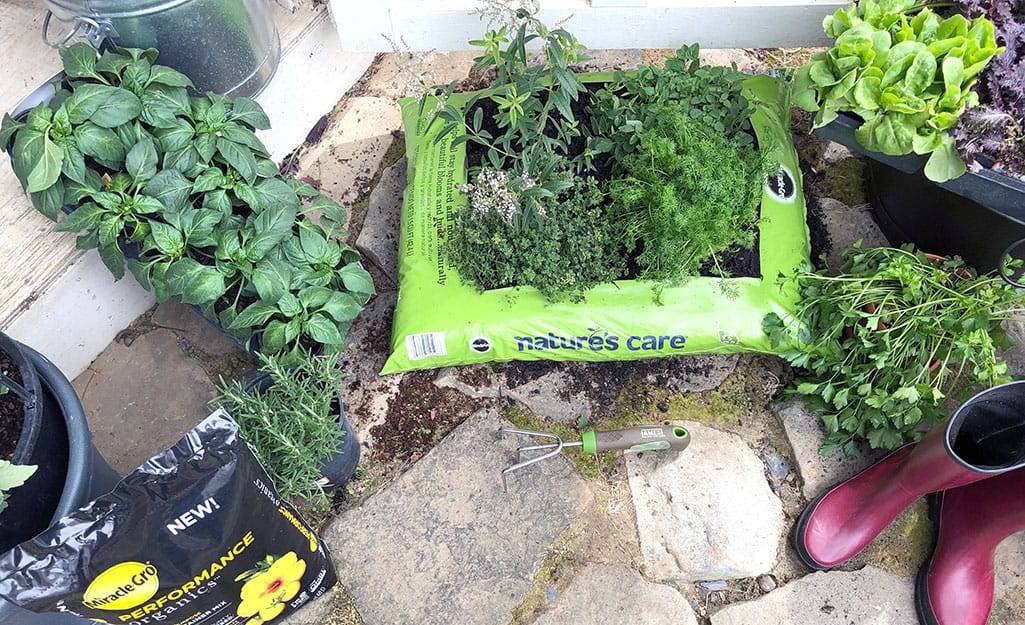 Grow Bag Gardening Tomato Garden