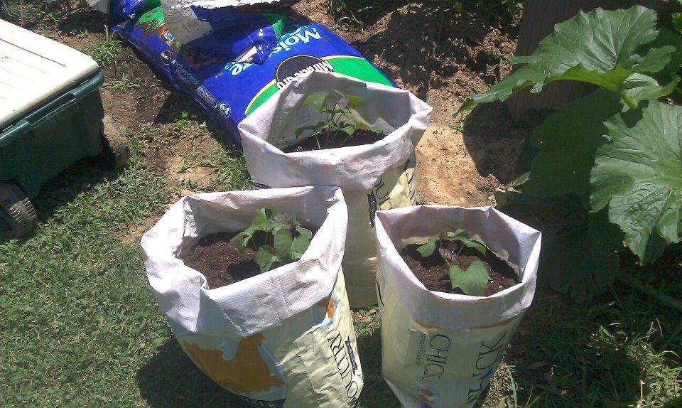 14 Soil Bag Gardening Ideas To Try This Year SharonSable