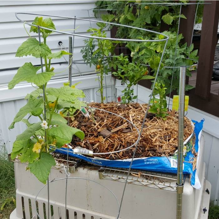 Potting Soil Bag Lettuce Garden Home And Garden Designs