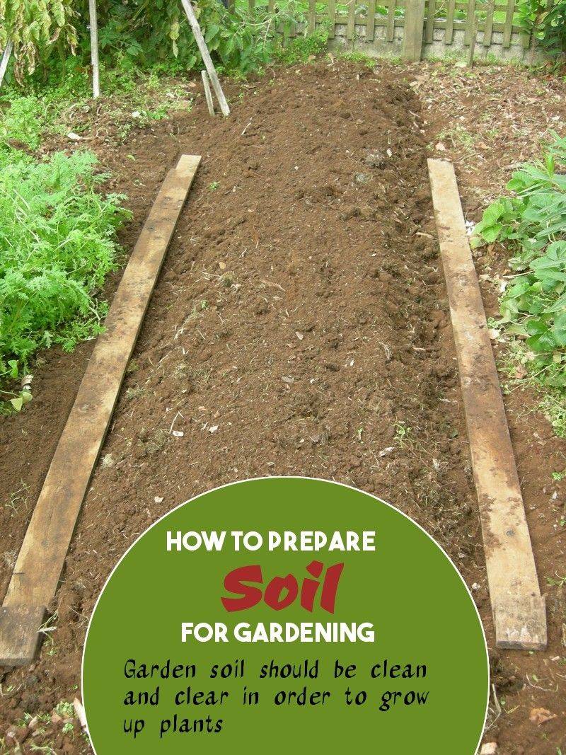 Food Forest Garden