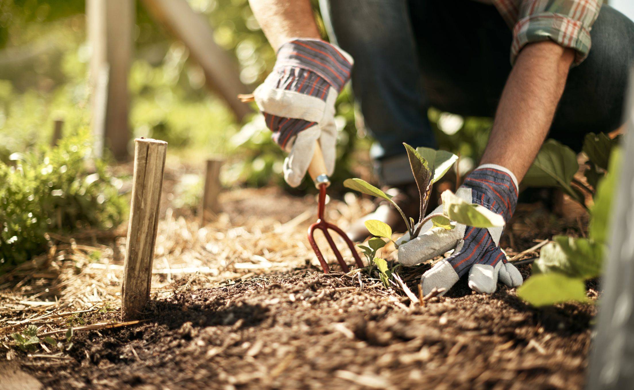 Old Garden Soil