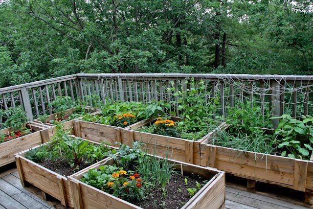 Raised Garden Beds Vegetables Backyards