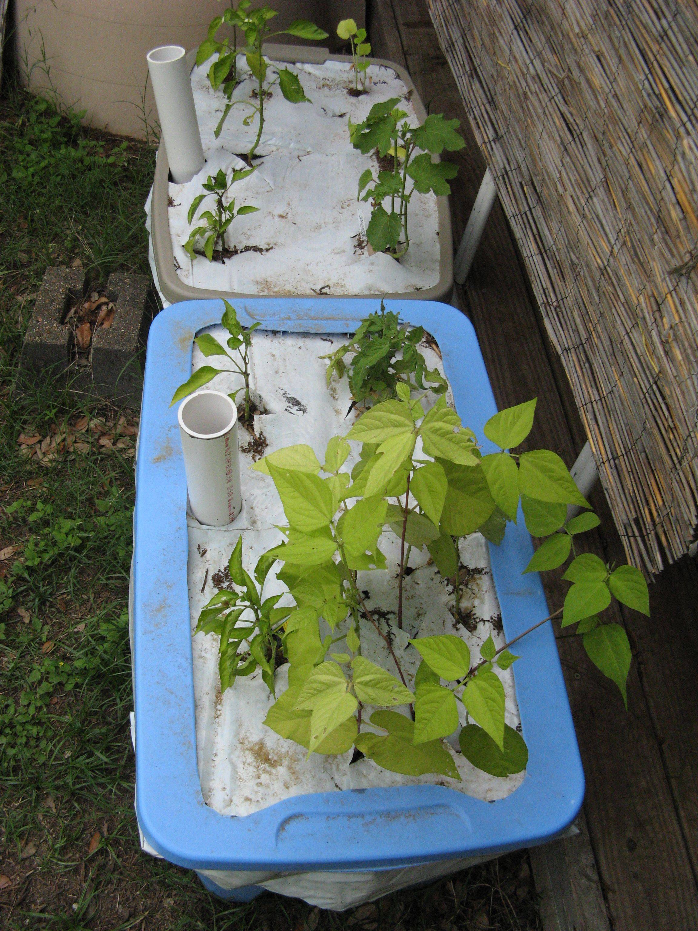 Raised Garden Boxes