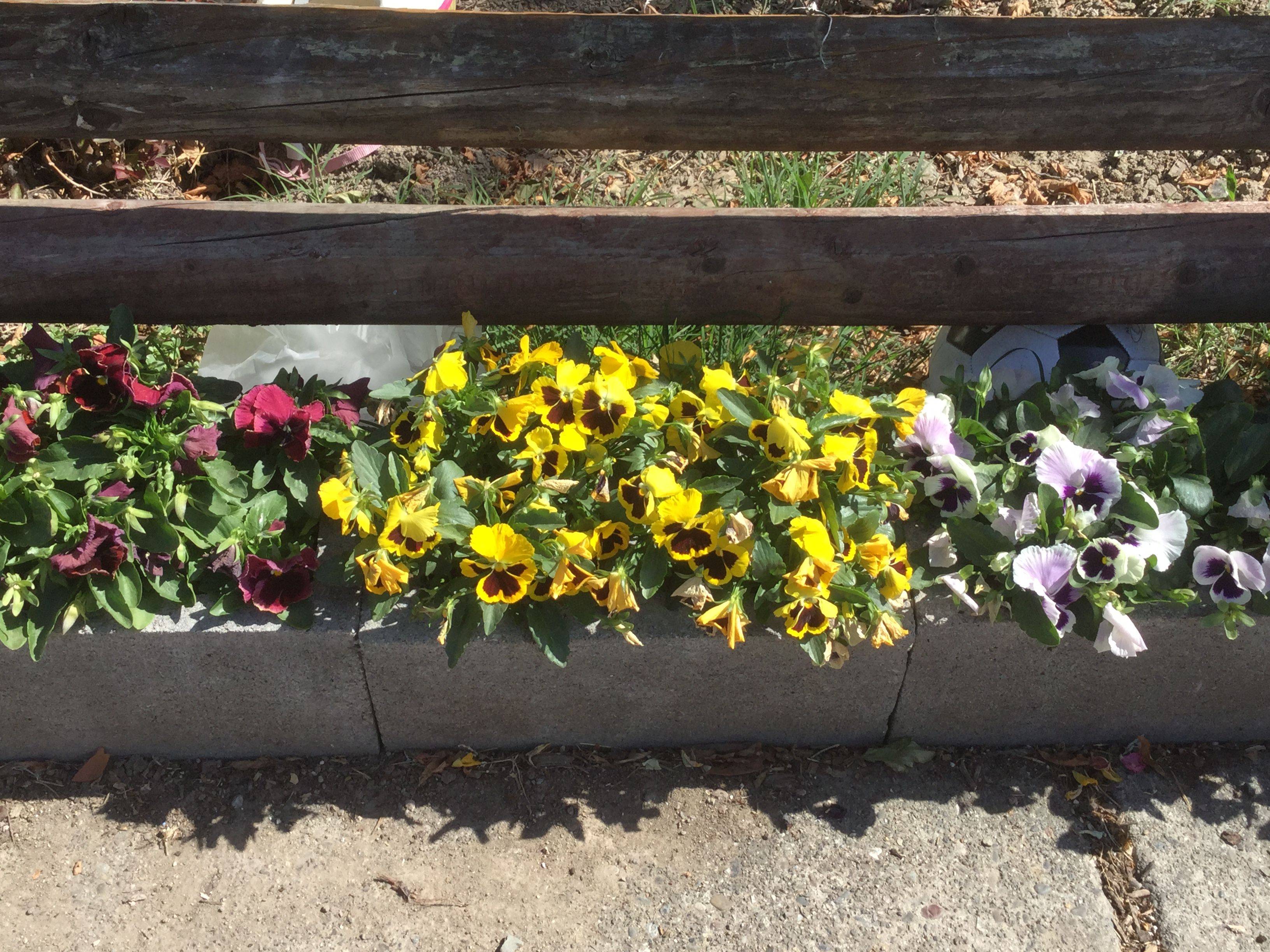 A Raised Herb Garden Bed
