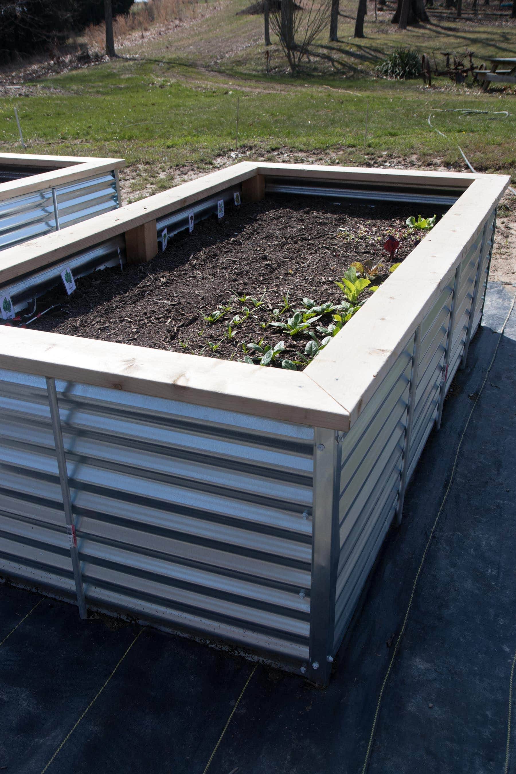 A Corrugated Metal Raised Bed Mk Library
