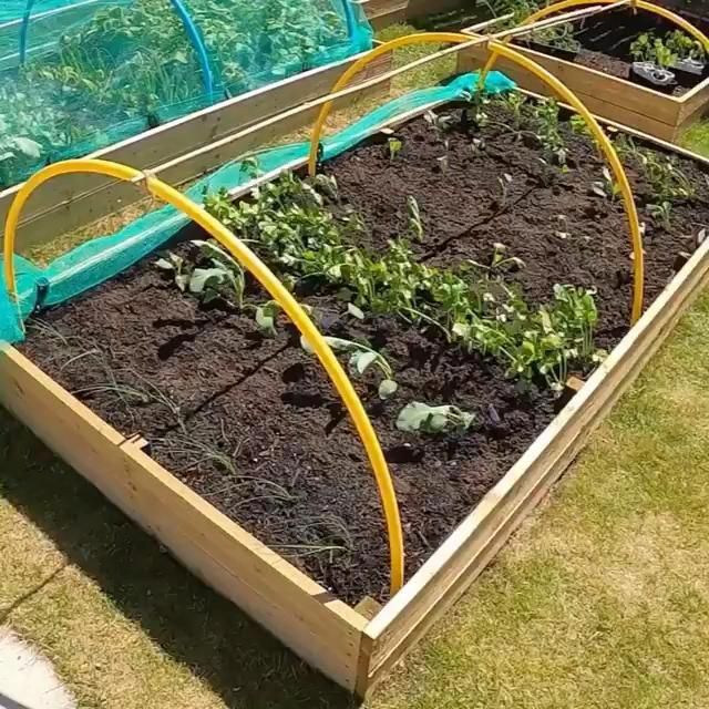 Incredible Vegetable Garden Ideas