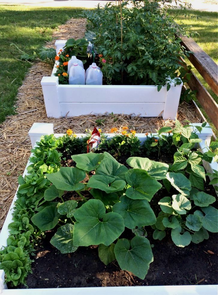 Stunning Vegetable Garden Ideas