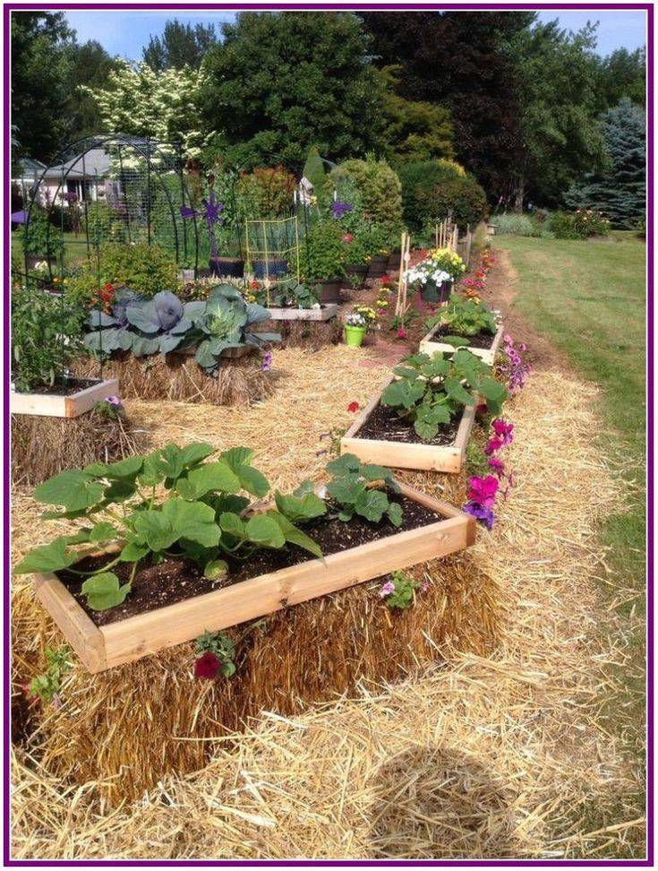 Backyard Vegetable Gardens