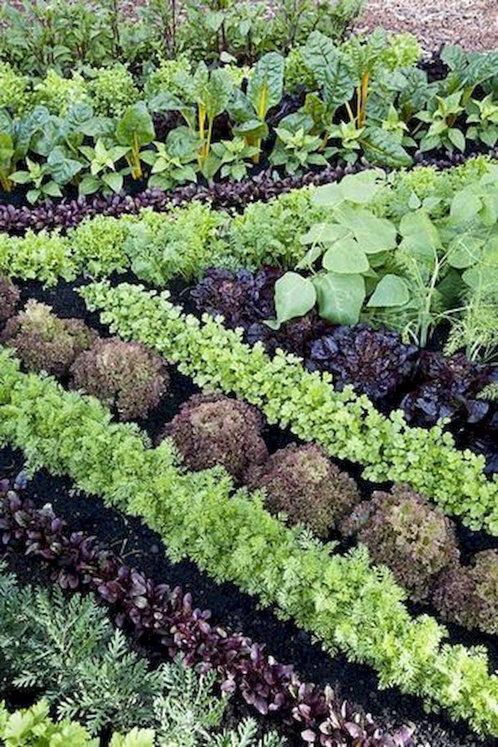 Backyard Vegetable Gardens