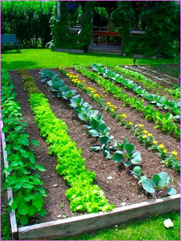 Beautiful Home Vegetable Gardening Ideas