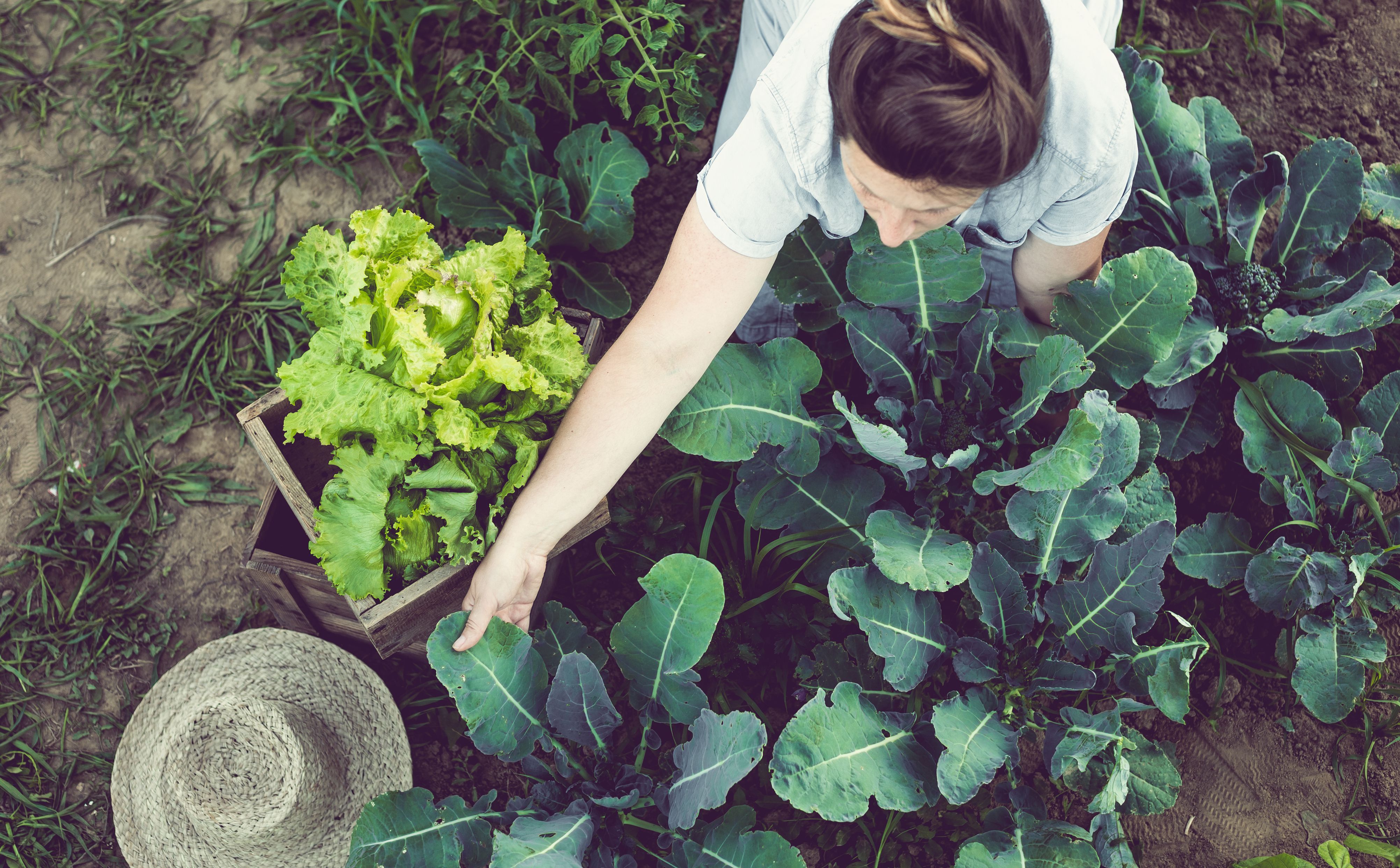 Your Own Vegetable Garden City
