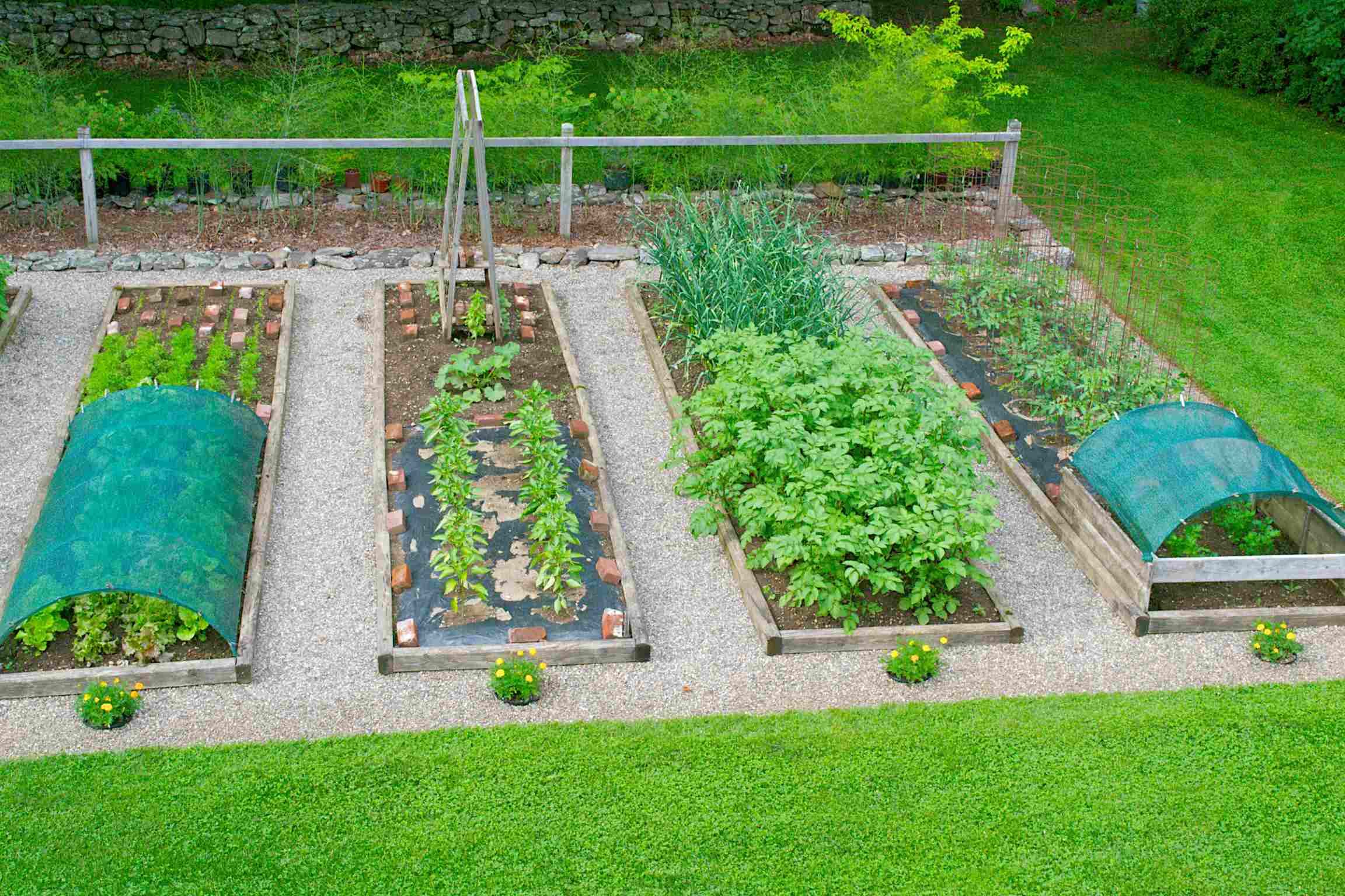 Organic Vegetable Garden