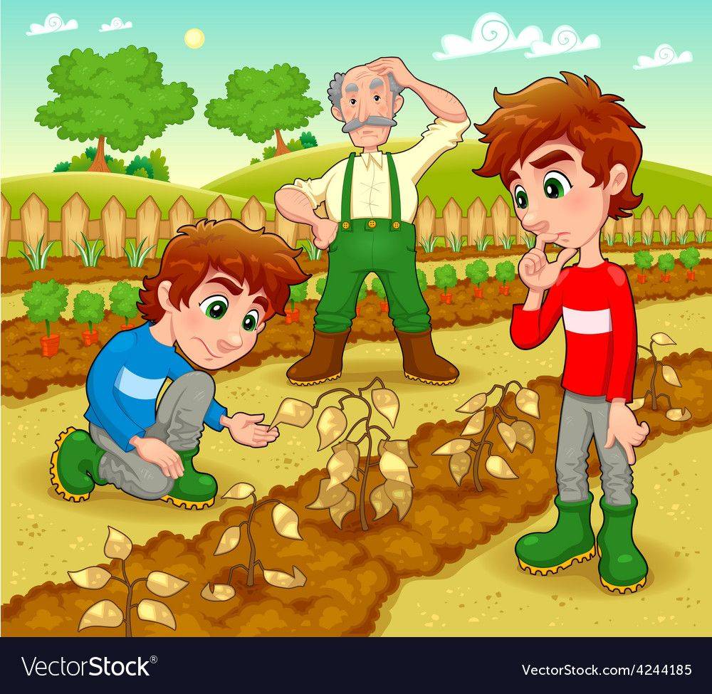 Best Front Yard Edible Landscape Vegetable Garden Illustrations