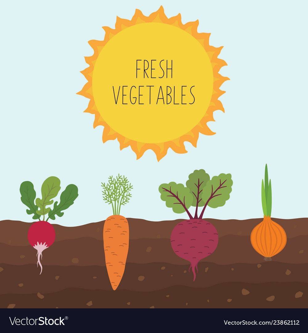 Vegetable Garden Vector Image