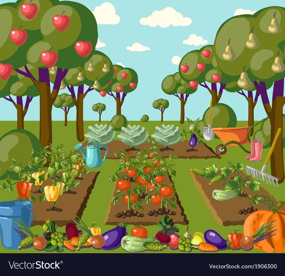 A Vegetable Garden