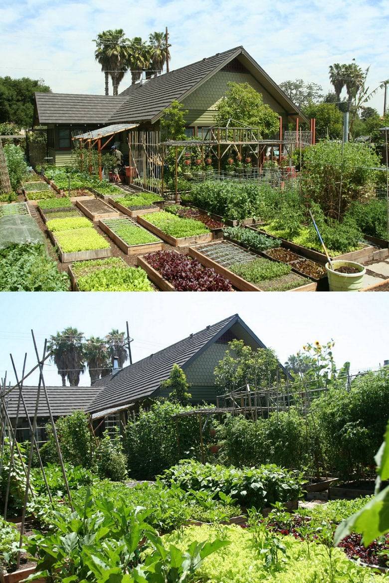 Rustic Vegetable Garden Design Ideas