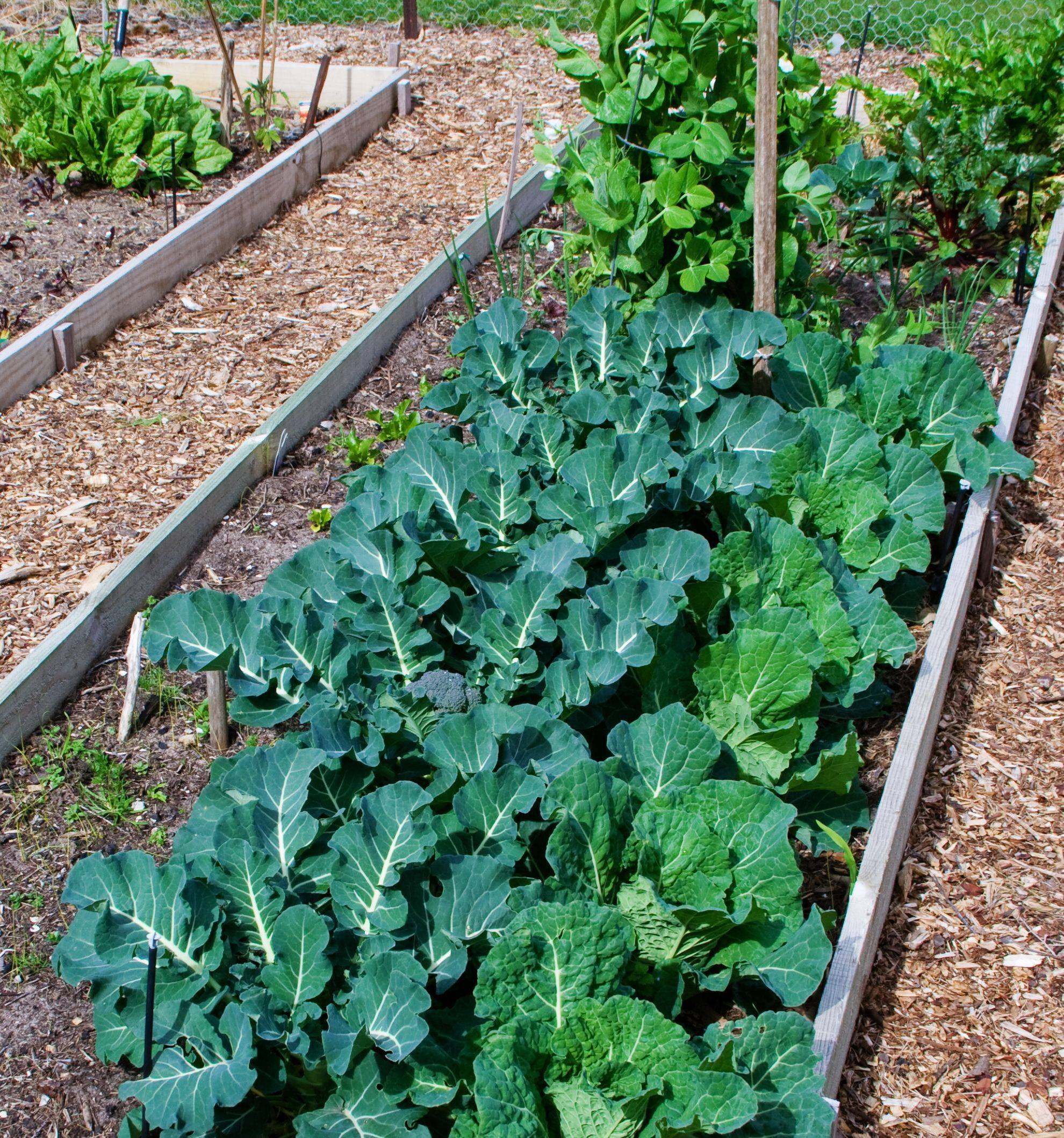 Small Vegetable Garden Designs