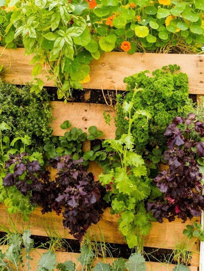 Our Small Organic Garden