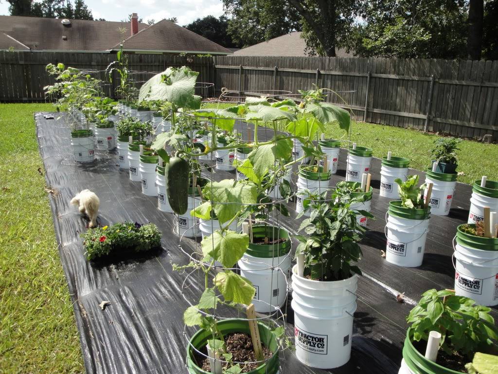 Country Vegetable Garden Garden Project Ideas