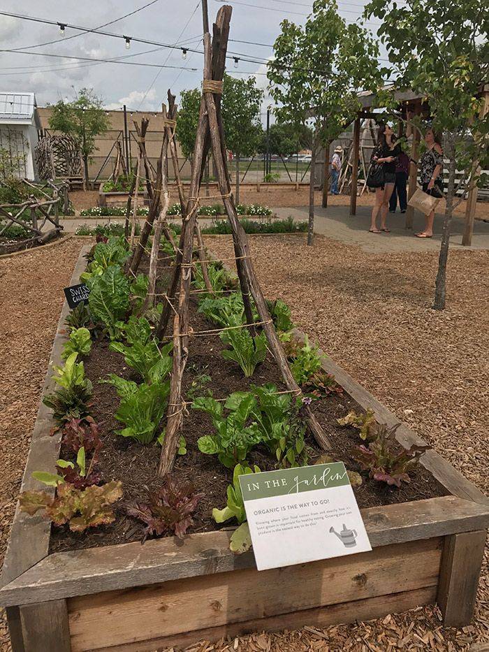 Companion Planting Guide Layout Tips
